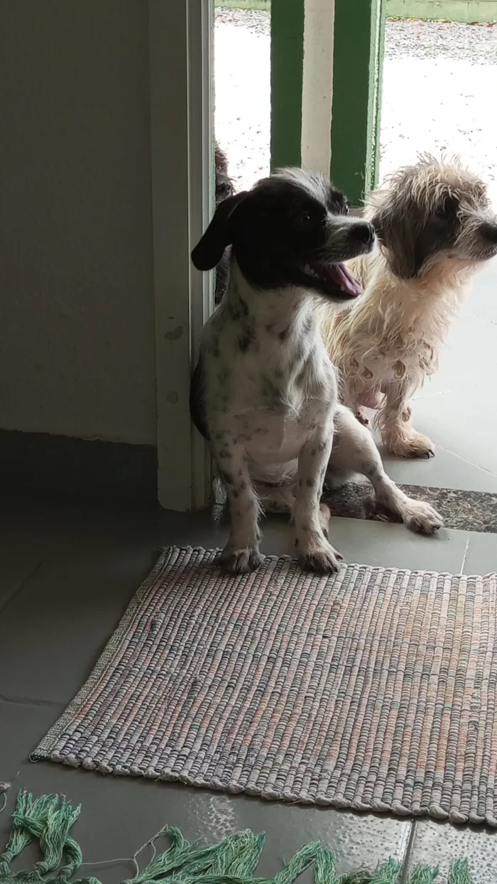 Cachorro raça SRD-ViraLata idade 7 a 11 meses nome Stella costela