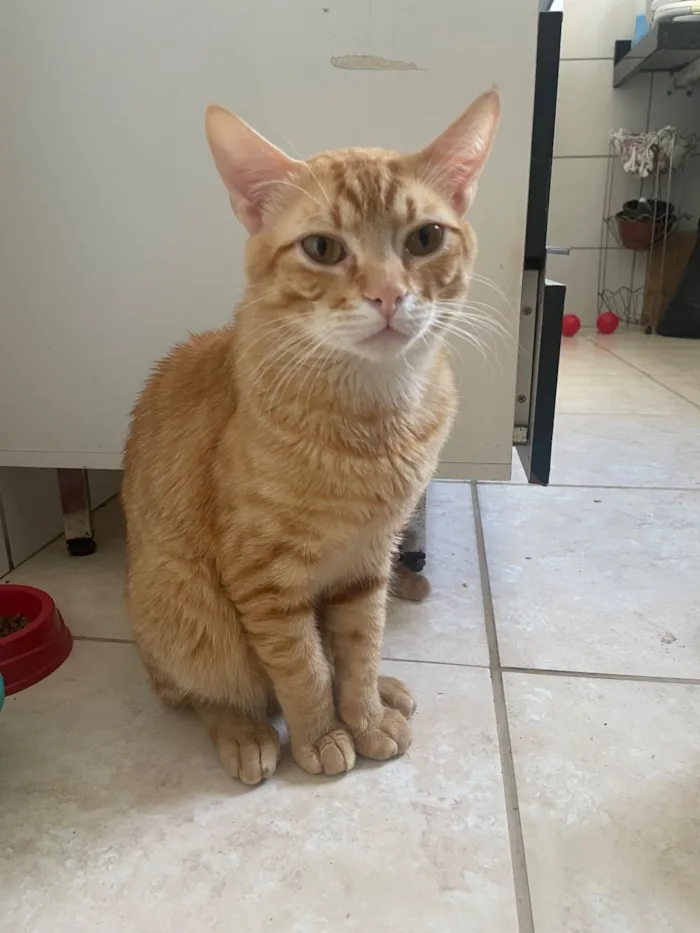 Gato raça SRD-ViraLata idade 1 ano nome Tata