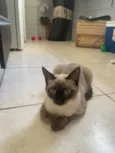 Gato raça Siamês idade 1 ano nome Lily