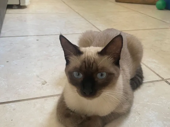 Gato raça Siamês idade 1 ano nome Lily