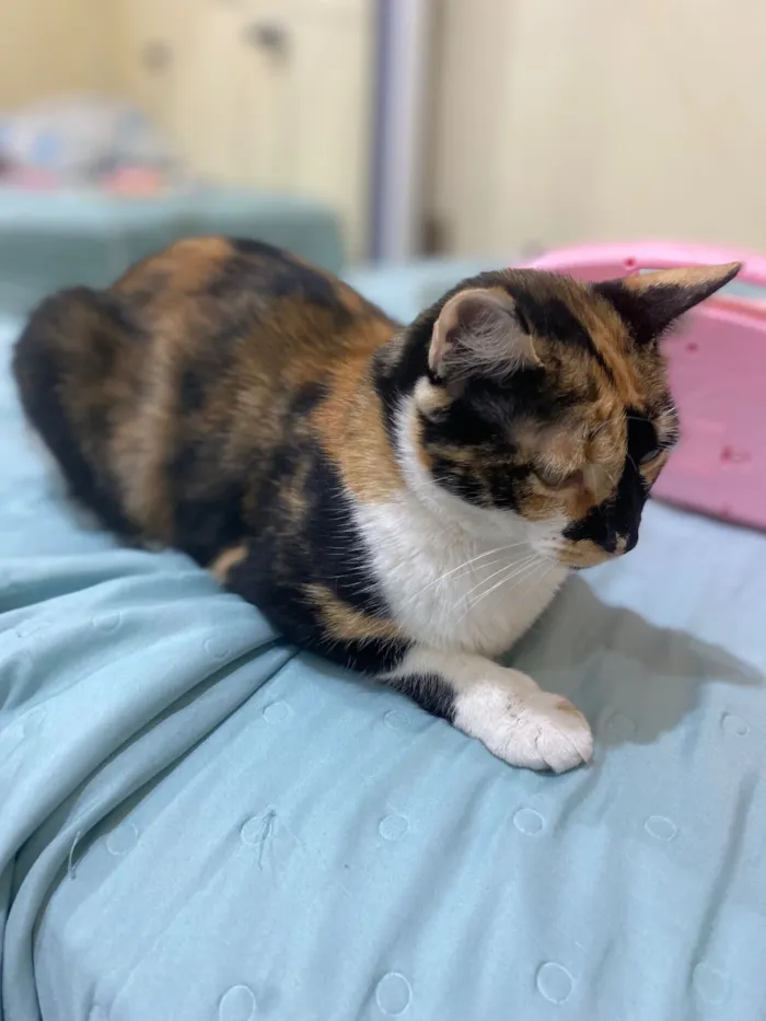 Gato raça SRD-ViraLata idade 3 anos nome Athena