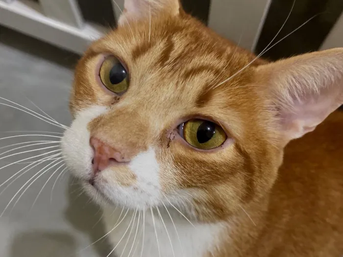 Gato raça SRD-ViraLata idade 4 anos nome Simba