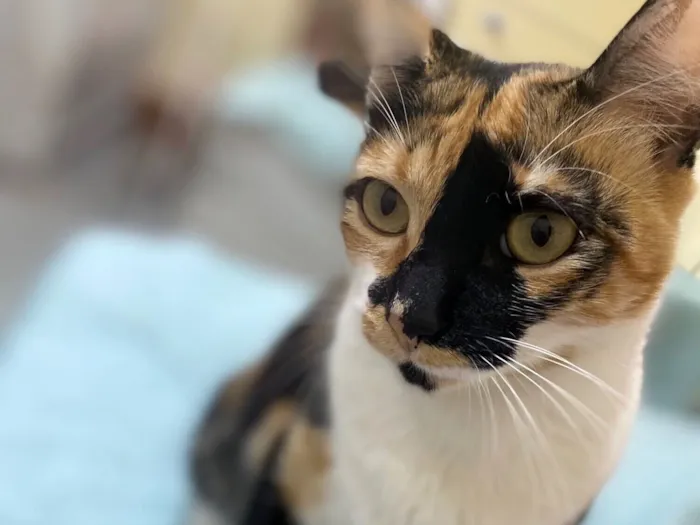 Gato raça SRD-ViraLata idade 3 anos nome Athena