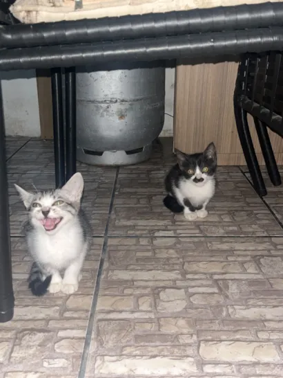 Gato raça SRD-ViraLata idade 2 a 6 meses nome Sem nome