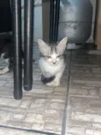 Gato raça SRD-ViraLata idade 2 a 6 meses nome Sem nome