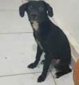 Cachorro raça SRD-ViraLata idade 2 a 6 meses nome Morfeus 