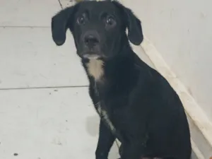 Cachorro raça SRD-ViraLata idade 2 a 6 meses nome Morfeus 