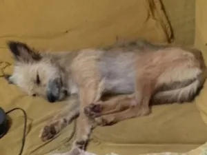 Cachorro raça SRD-ViraLata idade 2 anos nome Lola