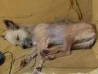 Cachorro raça SRD-ViraLata idade 2 anos nome Lola