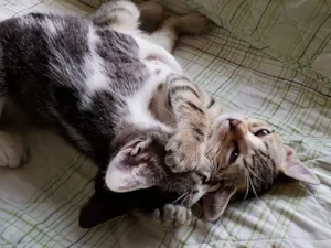 Gato raça SRD-ViraLata idade 2 a 6 meses nome Gatinhas FIV e FeLV Negativo - castração garantida