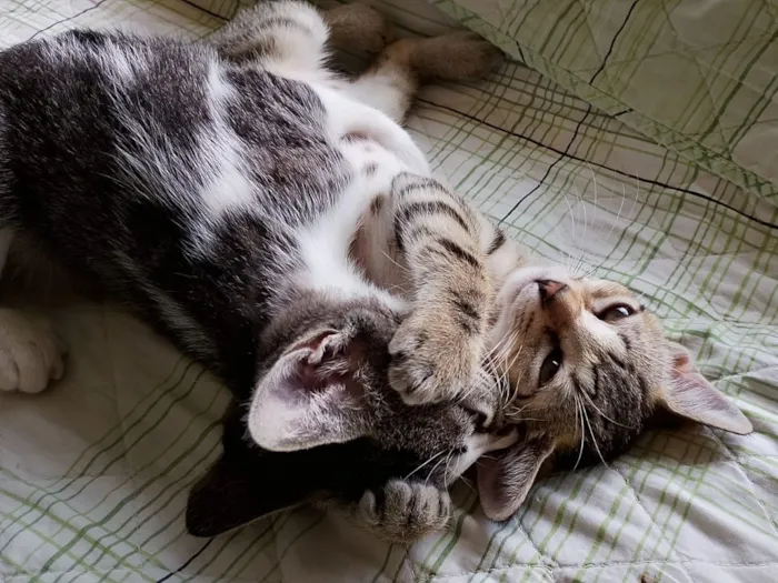 Gato raça SRD-ViraLata idade 2 a 6 meses nome Gatinhas FIV e FeLV Negativo - castração garantida