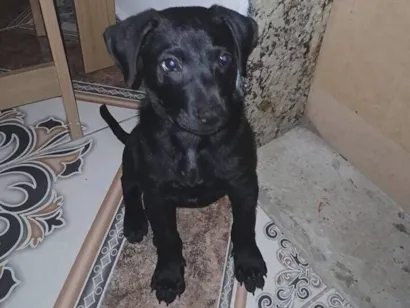 Cachorro raça SRD-ViraLata idade 2 a 6 meses nome Theo