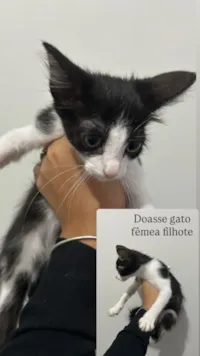 Gato raça SRD-ViraLata idade 2 a 6 meses nome Bela 