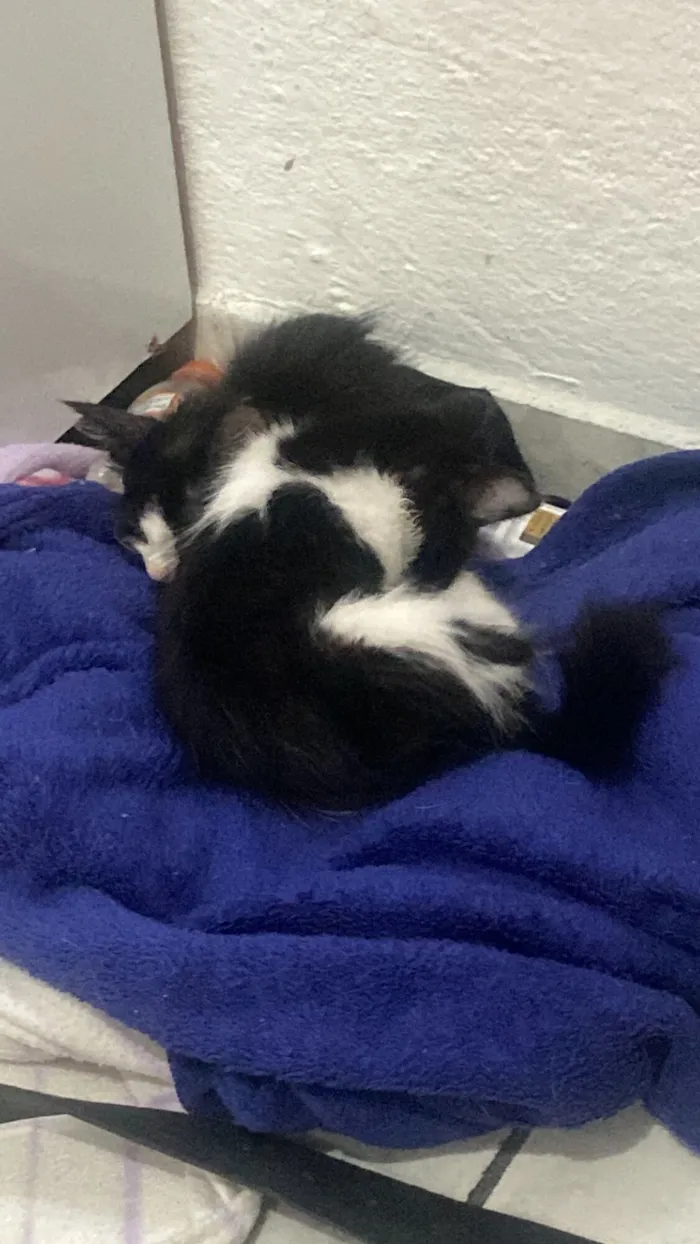 Gato raça SRD-ViraLata idade 2 a 6 meses nome Bela 