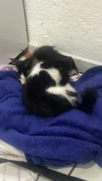 Gato raça SRD-ViraLata idade 2 a 6 meses nome Rubi