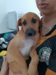 Cachorro raça SRD-ViraLata idade 2 a 6 meses nome General 
