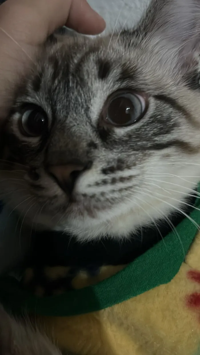 Gato raça SRD-ViraLata idade 7 a 11 meses nome Miaa