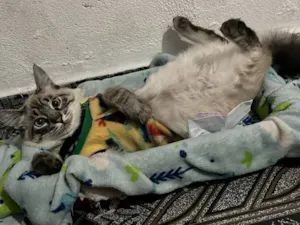 Gato raça SRD-ViraLata idade 7 a 11 meses nome Miaa