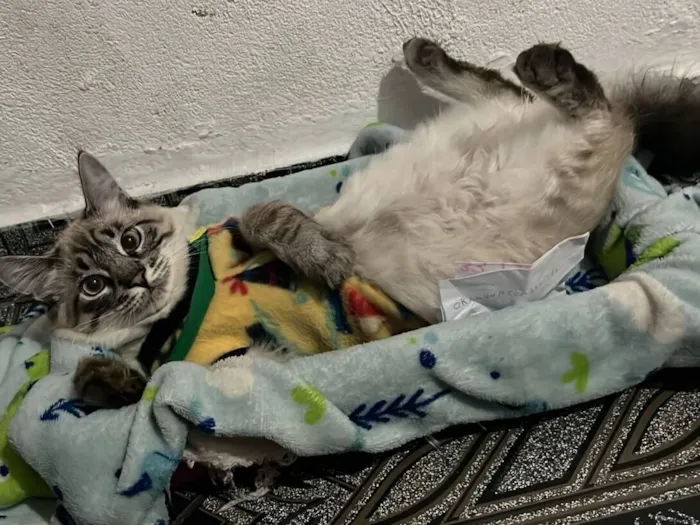 Gato raça SRD-ViraLata idade 7 a 11 meses nome Miaa