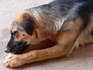 Cachorro raça Pastor Alemão idade 1 ano nome Bolt 