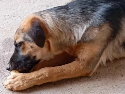 Cachorro raça Pastor Alemão idade 1 ano nome Bolt 