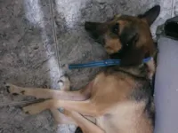 Cachorro raça SRD-ViraLata idade 5 anos nome Mel 