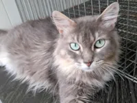 Gato raça SRD-ViraLata idade 1 ano nome Diana 