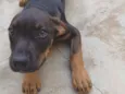 Cachorro raça Rottweiler idade 2 a 6 meses nome Dino