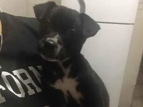 Cachorro raça SRD-ViraLata idade 2 a 6 meses nome Kiara 