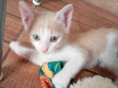 Gato raça SRD-ViraLata idade 2 a 6 meses nome Não tem 