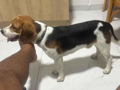 Cachorro raça Cocker idade 7 a 11 meses nome Freddy (beagle)