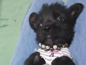 Cachorro raça SRD-ViraLata idade Abaixo de 2 meses nome Sem nome