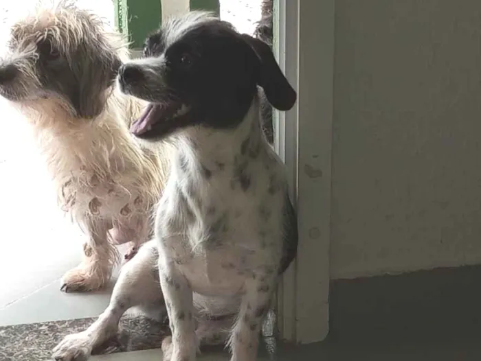 Cachorro raça SRD-ViraLata idade 7 a 11 meses nome Stella costela