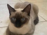 Gato raça Siamês idade 1 ano nome Lily