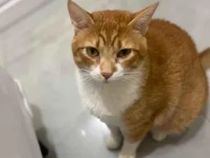 Gato raça SRD-ViraLata idade 4 anos nome Simba