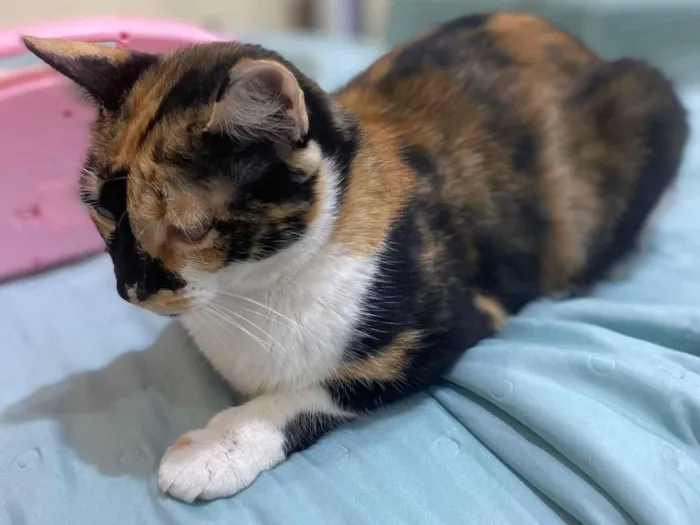 Gato raça SRD-ViraLata idade 3 anos nome Athena