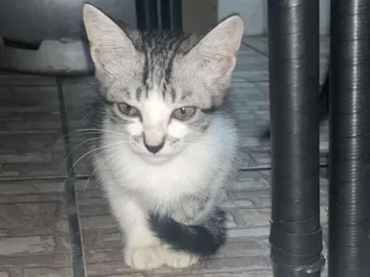 Gato raça SRD-ViraLata idade 2 a 6 meses nome Sem nome