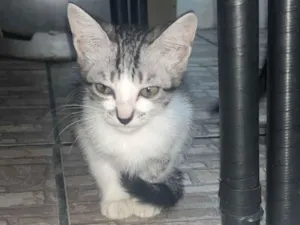 Gato raça SRD-ViraLata idade 2 a 6 meses nome Sem nome