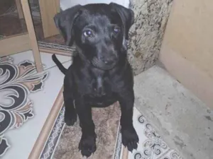 Cachorro raça SRD-ViraLata idade 2 a 6 meses nome Theo