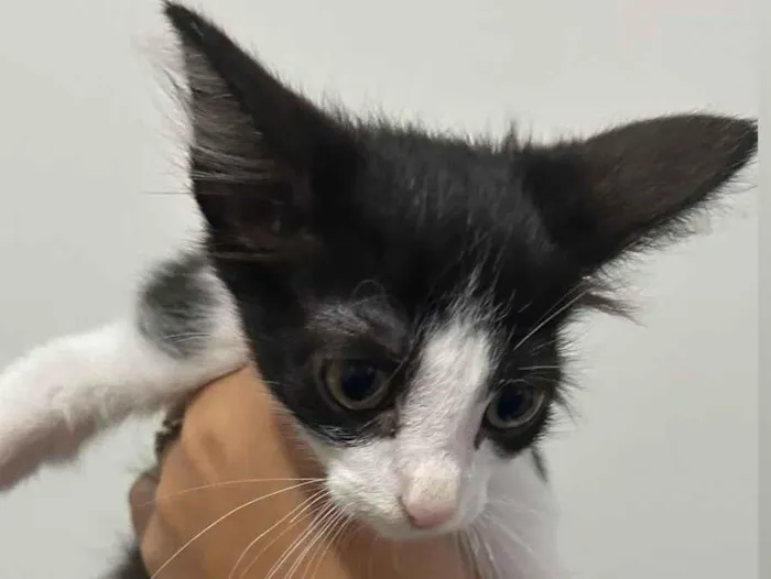 Gato raça SRD-ViraLata idade 2 a 6 meses nome Bela 