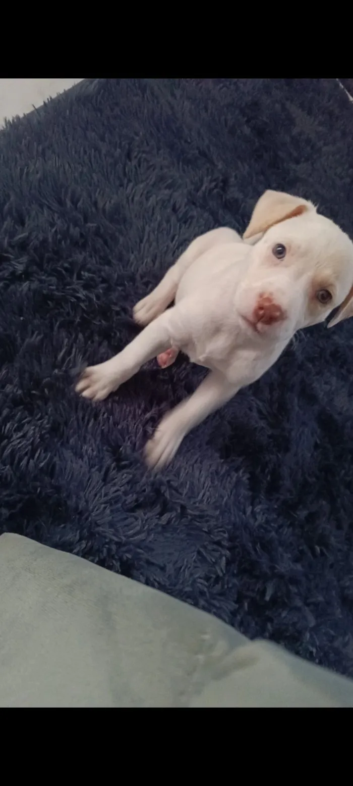 Cachorro raça Labrador idade 2 a 6 meses nome Mel