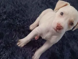 Cachorro raça Labrador idade 2 a 6 meses nome Mel