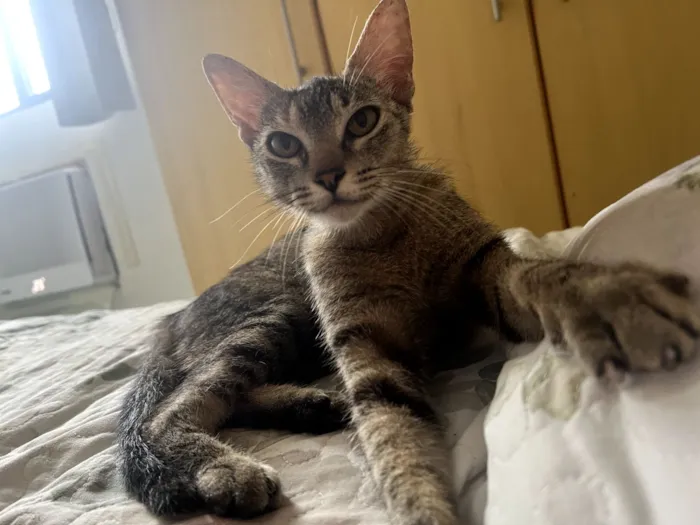 Gato raça SRD-ViraLata idade 2 a 6 meses nome VIDA