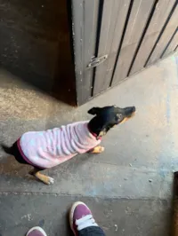 Cachorro raça SRD-ViraLata idade 1 ano nome Kiara