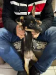 Cachorro raça SRD-ViraLata idade 1 ano nome Kiara