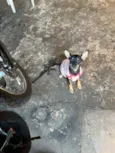 Cachorro raça SRD-ViraLata idade 1 ano nome Kiara