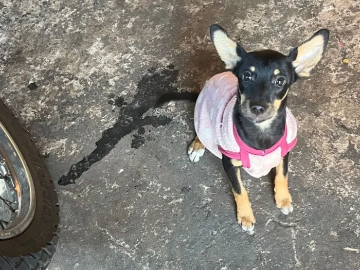 Cachorro raça SRD-ViraLata idade 1 ano nome Kiara