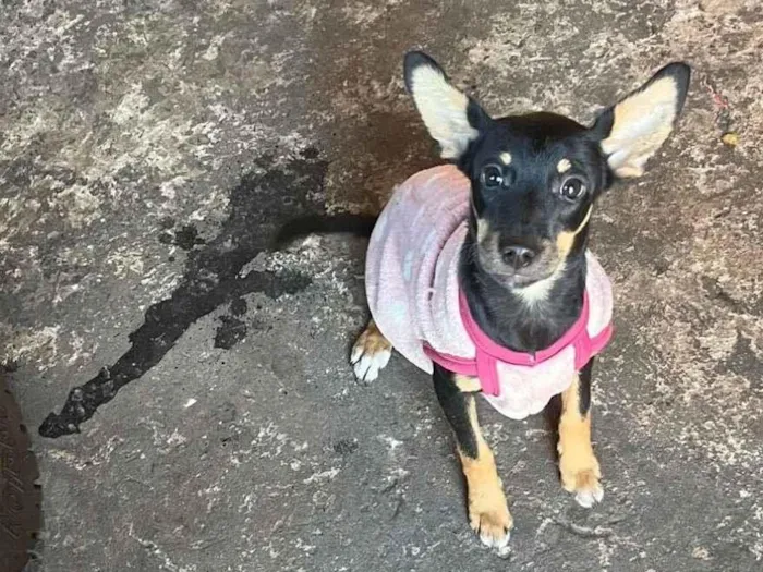 Cachorro raça SRD-ViraLata idade 1 ano nome Kiara