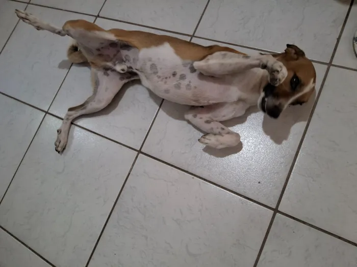 Cachorro raça SRD-ViraLata idade 3 anos nome Bob 