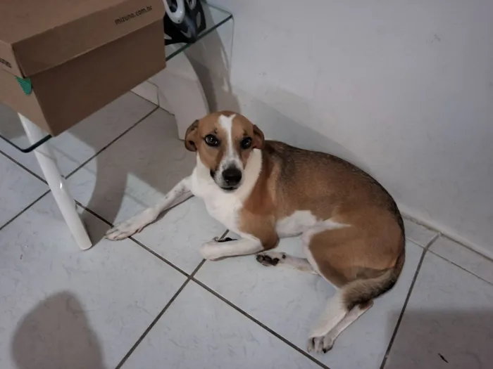 Cachorro raça SRD-ViraLata idade 3 anos nome Bob 